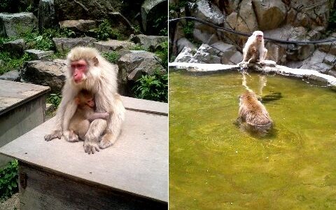 地獄谷野猿公苑　温泉に浸かるお猿さんに癒やされる♪
