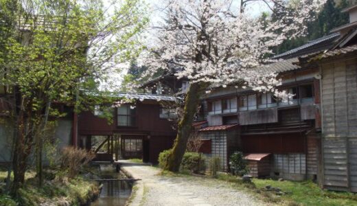 越後長野温泉【嵐渓荘】桜の咲く季節の水芭蕉も綺麗でした