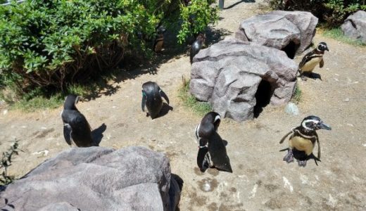上越市立水族館「うみがたり」かわいいペンギンが通路を横断してくるってホント？