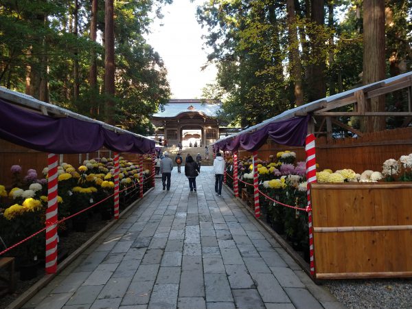 yahiko-shrine-kiku-matsuri (4)
