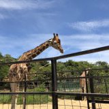 tohoku-safaripark00