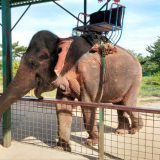 tohoku-safaripark41