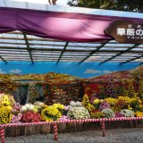 yahiko-shrine-kiku-matsuri (5)